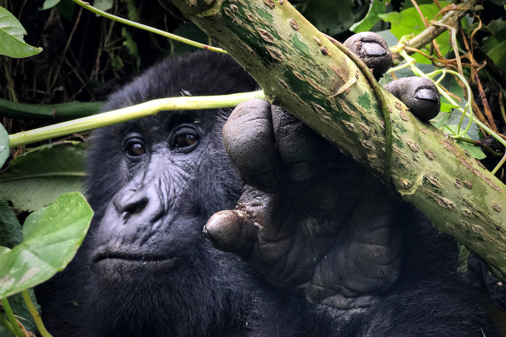 Mountain gorilla in Rwanda, shot on iPhone 7 Plus.