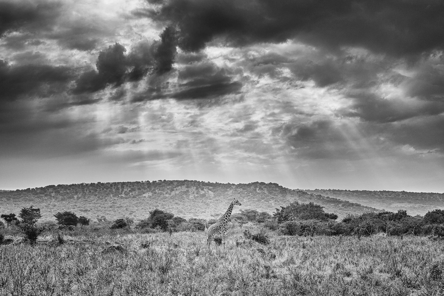 Akagera National Park. Shot w/ X1D II and XCfD 45mm.
