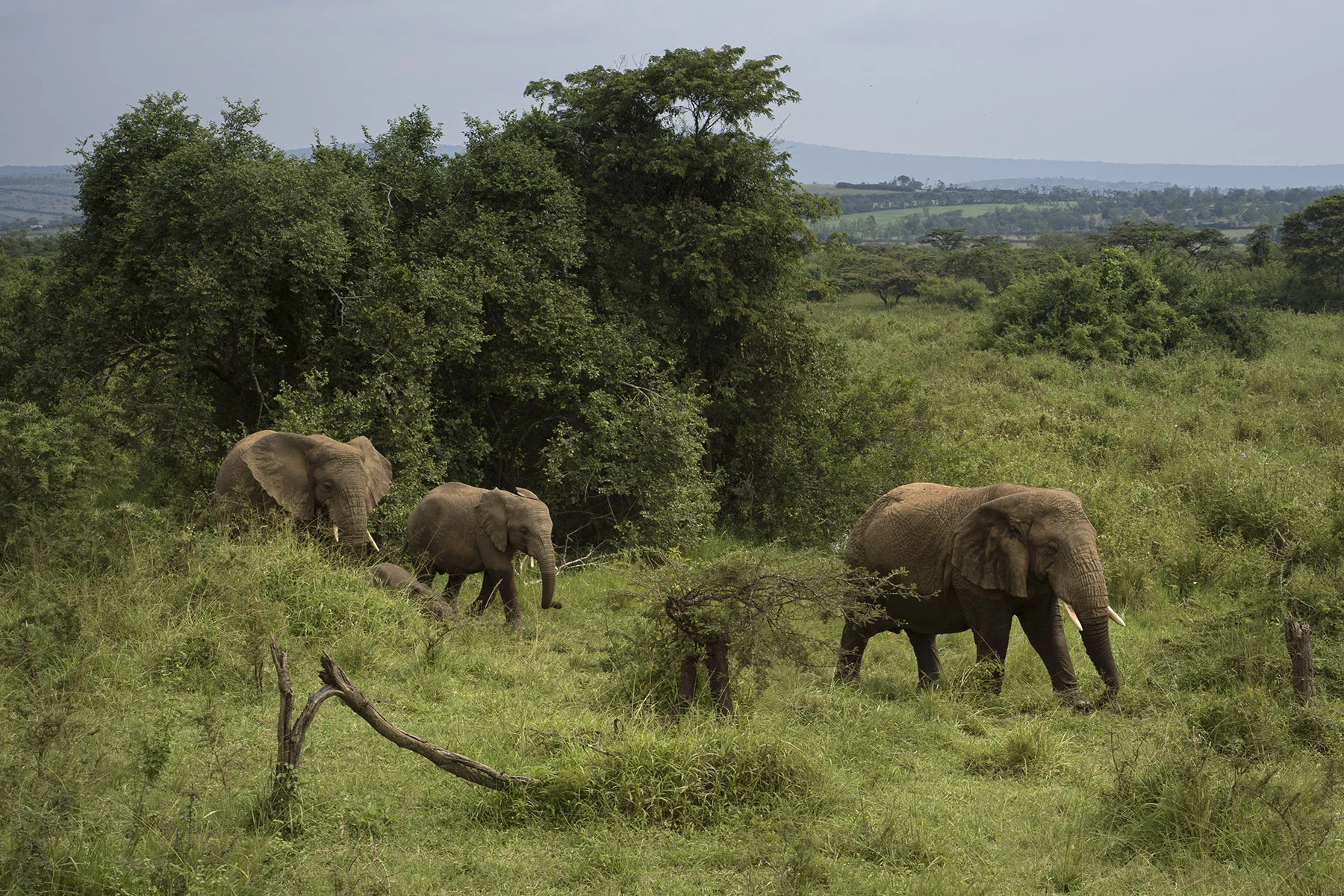 Elephants in Akagera National Park. Shot w/ X1D II and XCD 45mm.