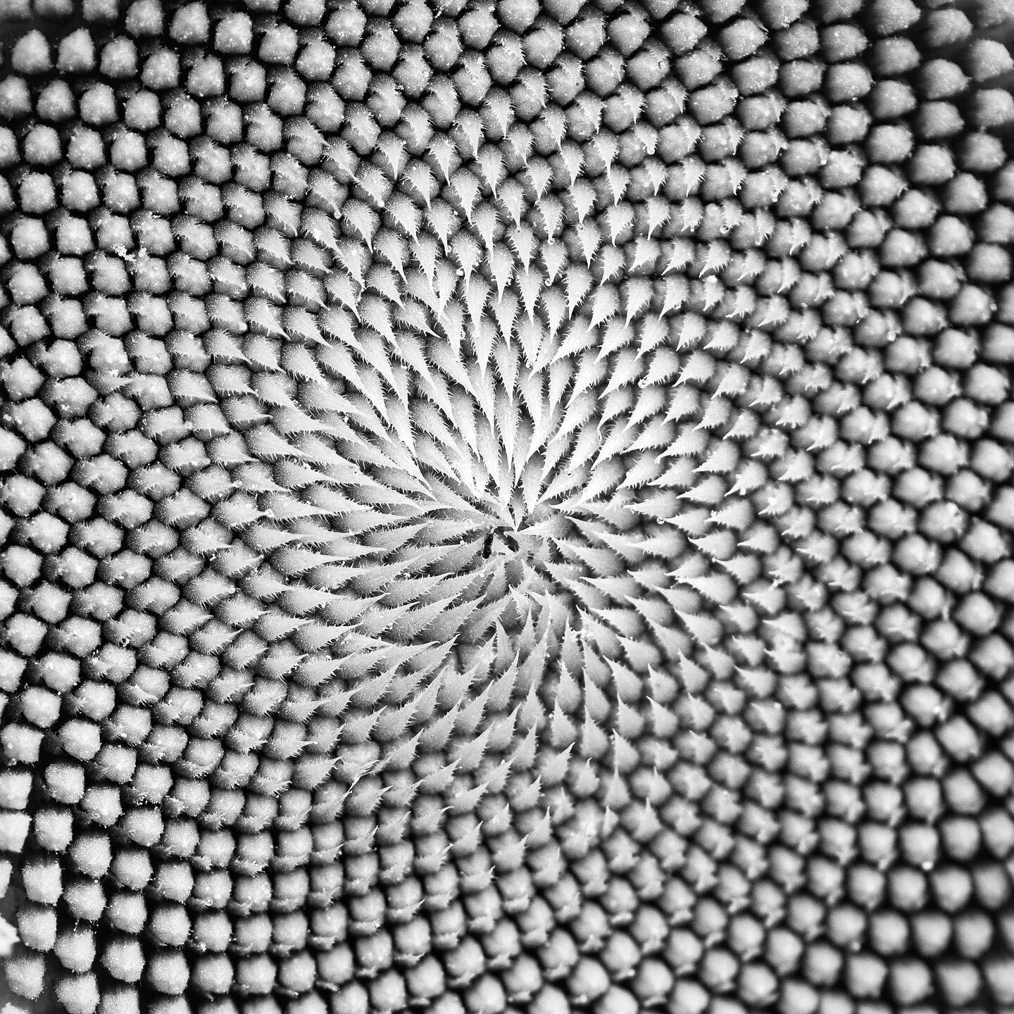 I love the shift in how a photographer must see when working with a macro lens -- it's an amazing creative exercise as you're forced to tune in to an entirely different world, one that has always been right under your nose. 

It's a great reminder of