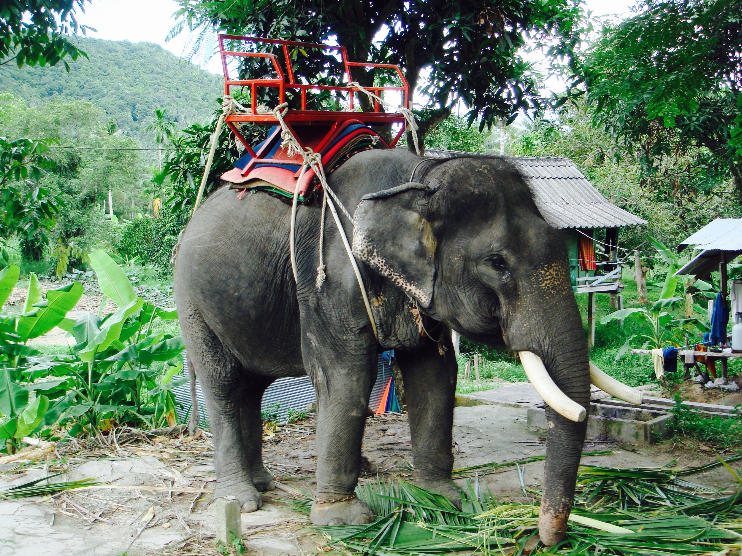 luckyelephant.jpg