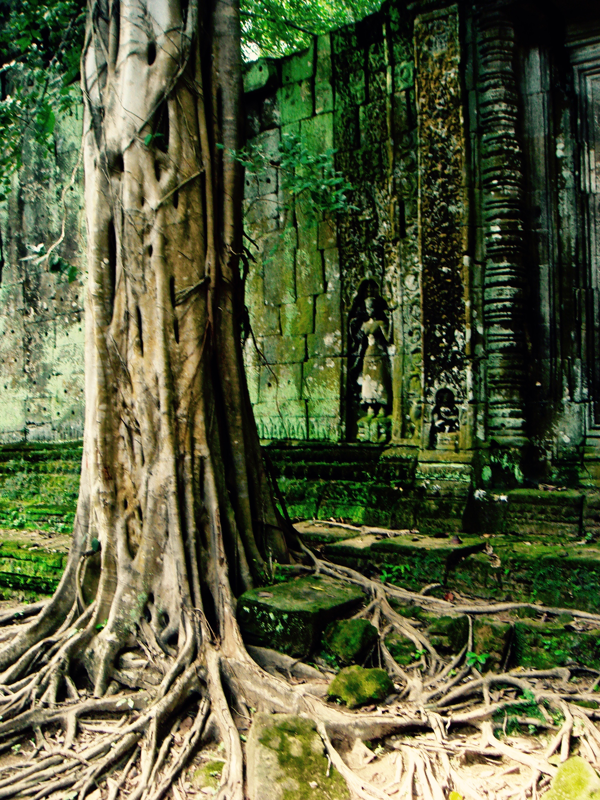 The moss covered ruins of Ta Prohm in Angkor, Cambodia