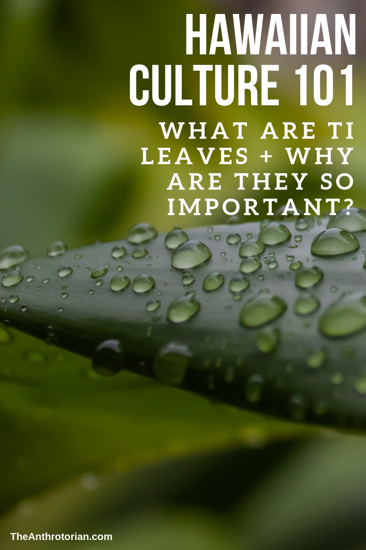 Hawaii 101: What is the meaning of Ti Leaves to Hawaiians? — The  Anthrotorian