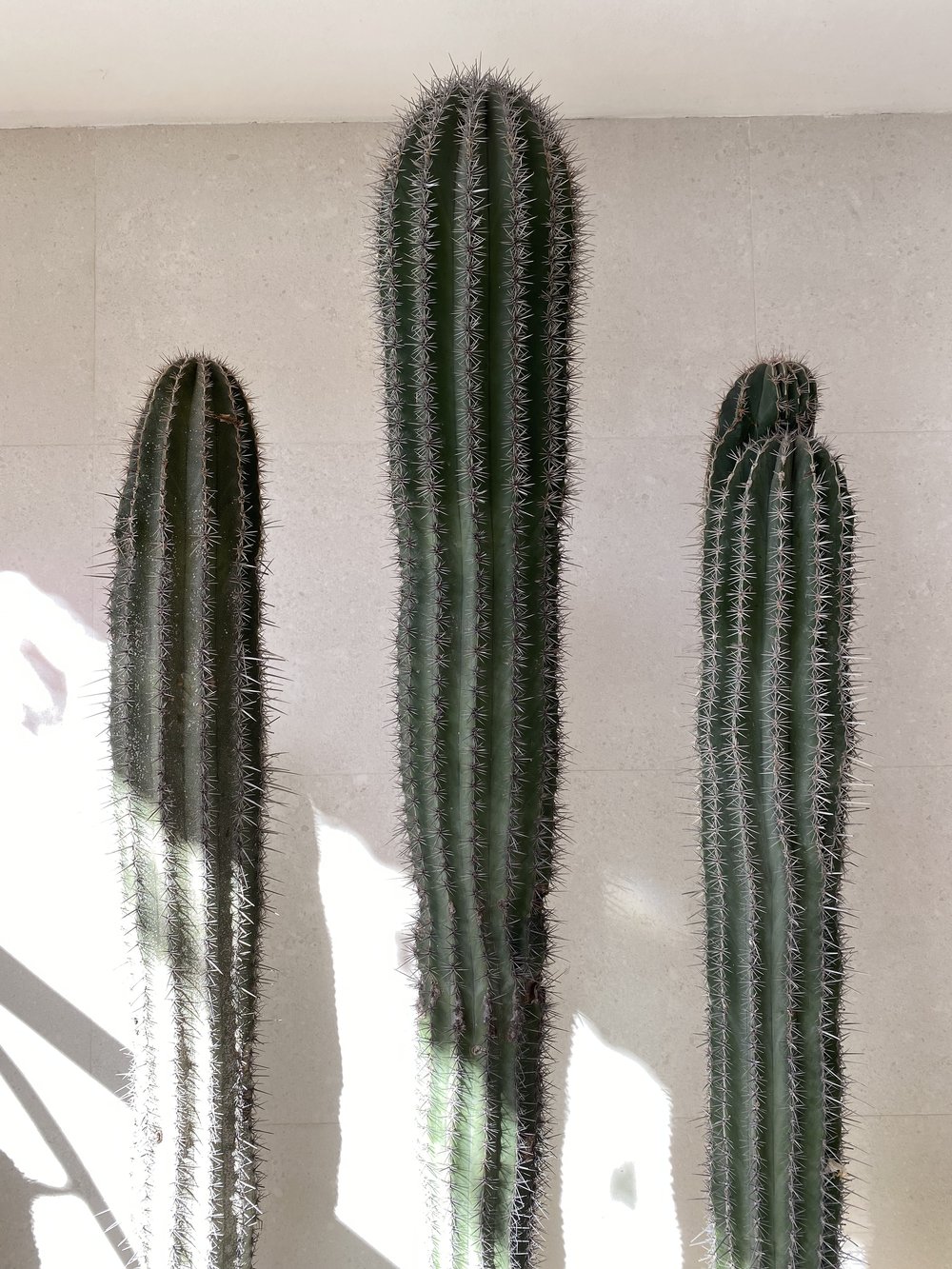 Cacti.jpeg