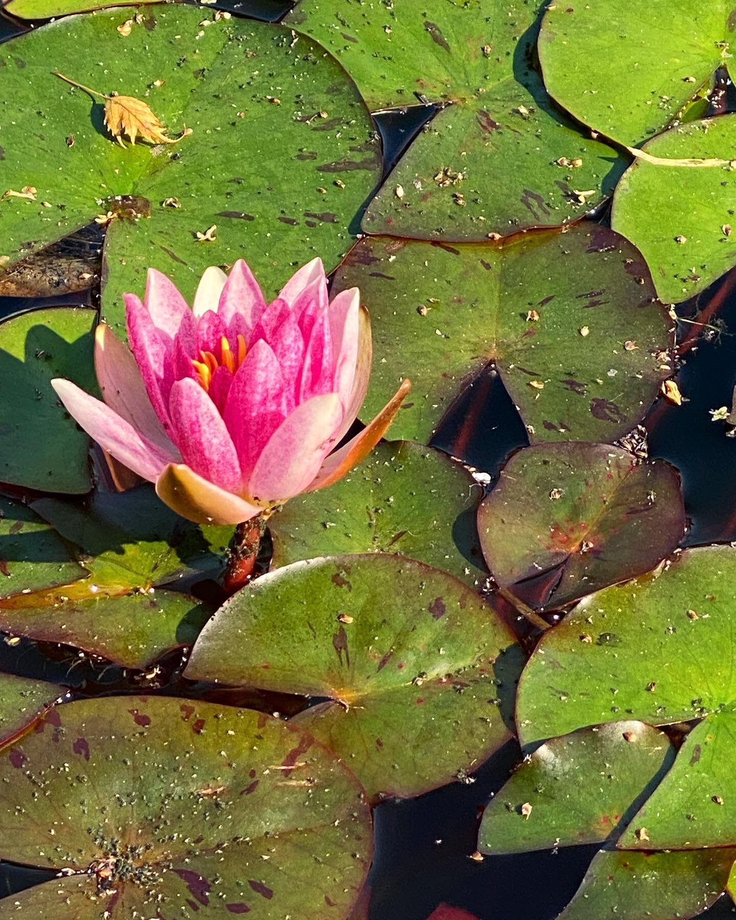 Delightful surprise found during a wander through my local park today #lilypad #wander