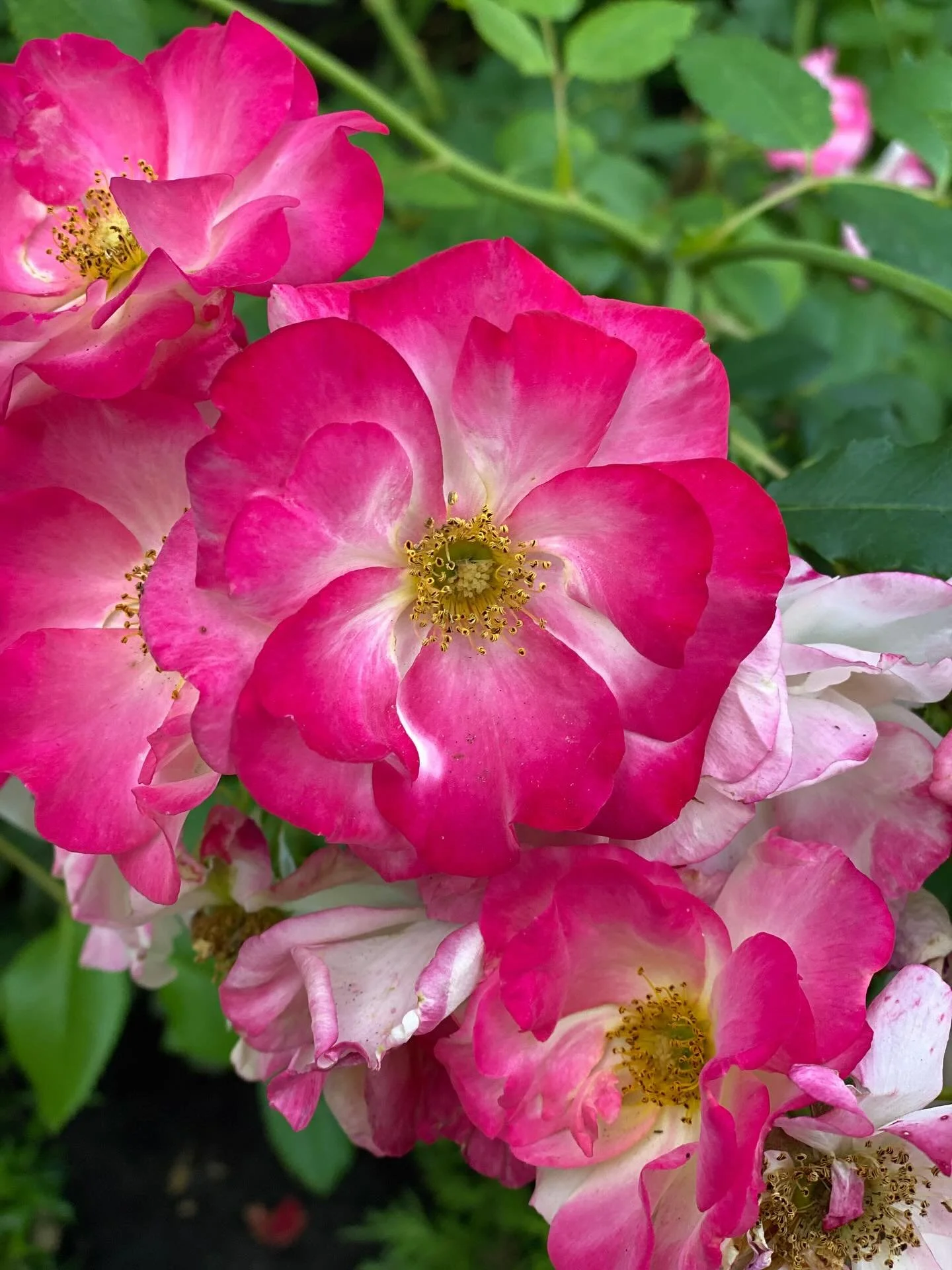 #alltheflowers