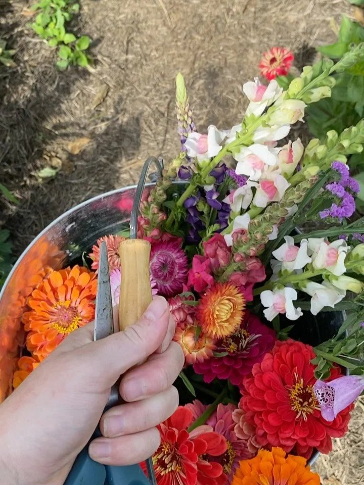 Oh, you know, just picking flowers on a sunny Saturday. 

📍Fern&rsquo;s Flower Garden 

#alltheflowers #poppies
