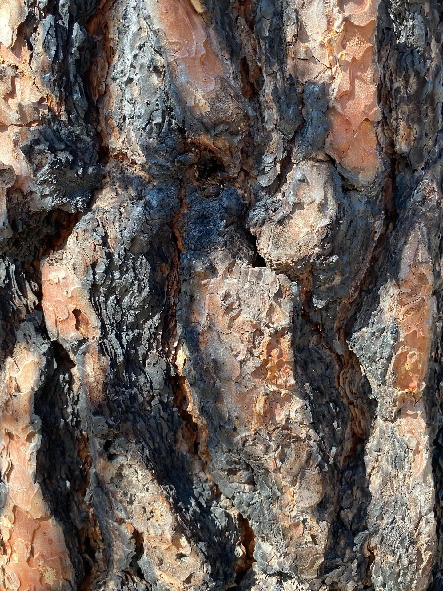 Go outside and stare at a tree. Like. REALLY stare. It is ALIVE. AND HUGE. And older than you by tens, even hundreds, of years. Sometimes awe is the antidote to, well, everything. 

#trees #moretrees