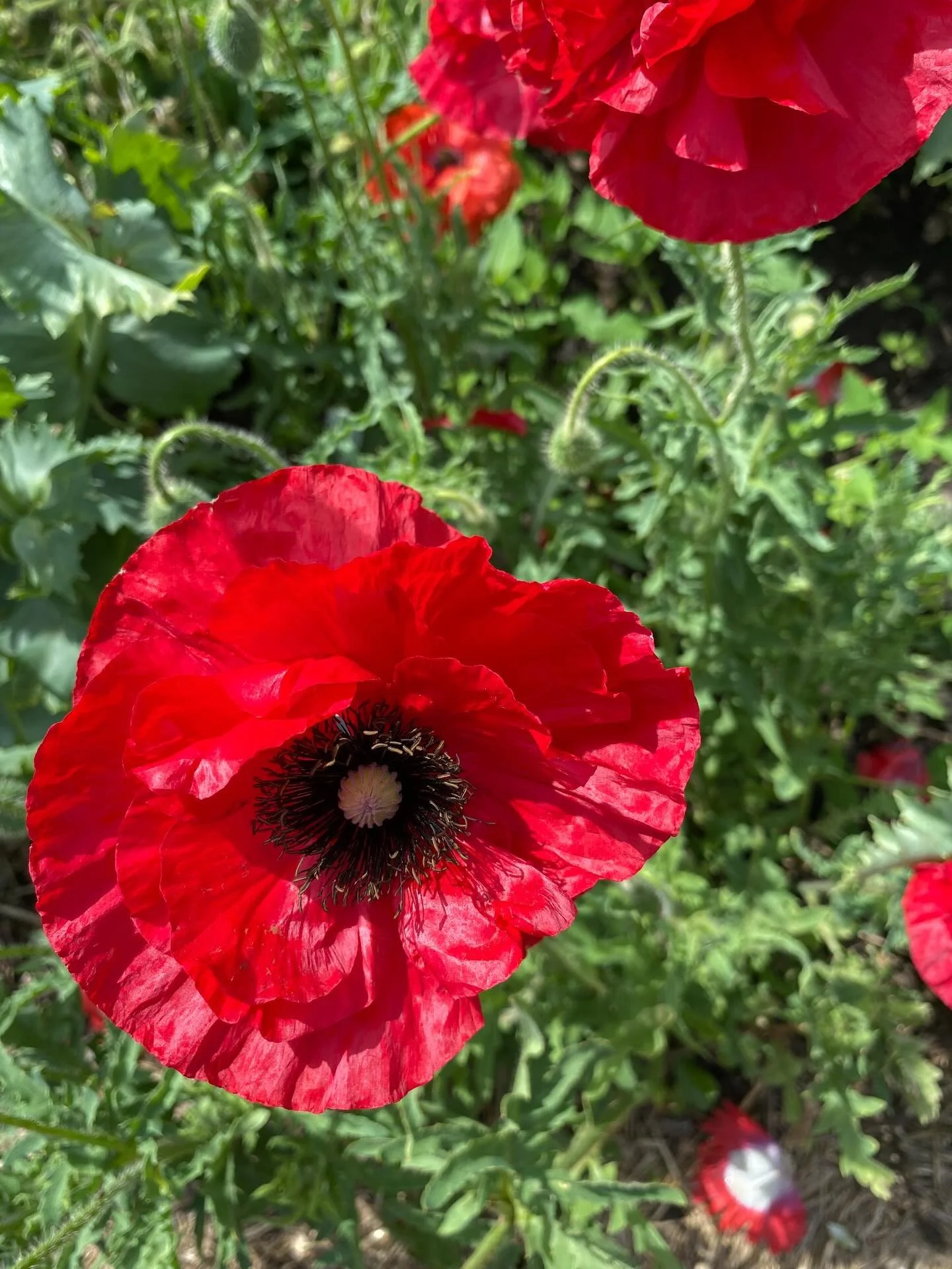 &ldquo;Short days ago
We lived, felt dawn, saw sunset glow 
Loved and were loved
And now we lie 
In Flanders fields.&rdquo;
❤️