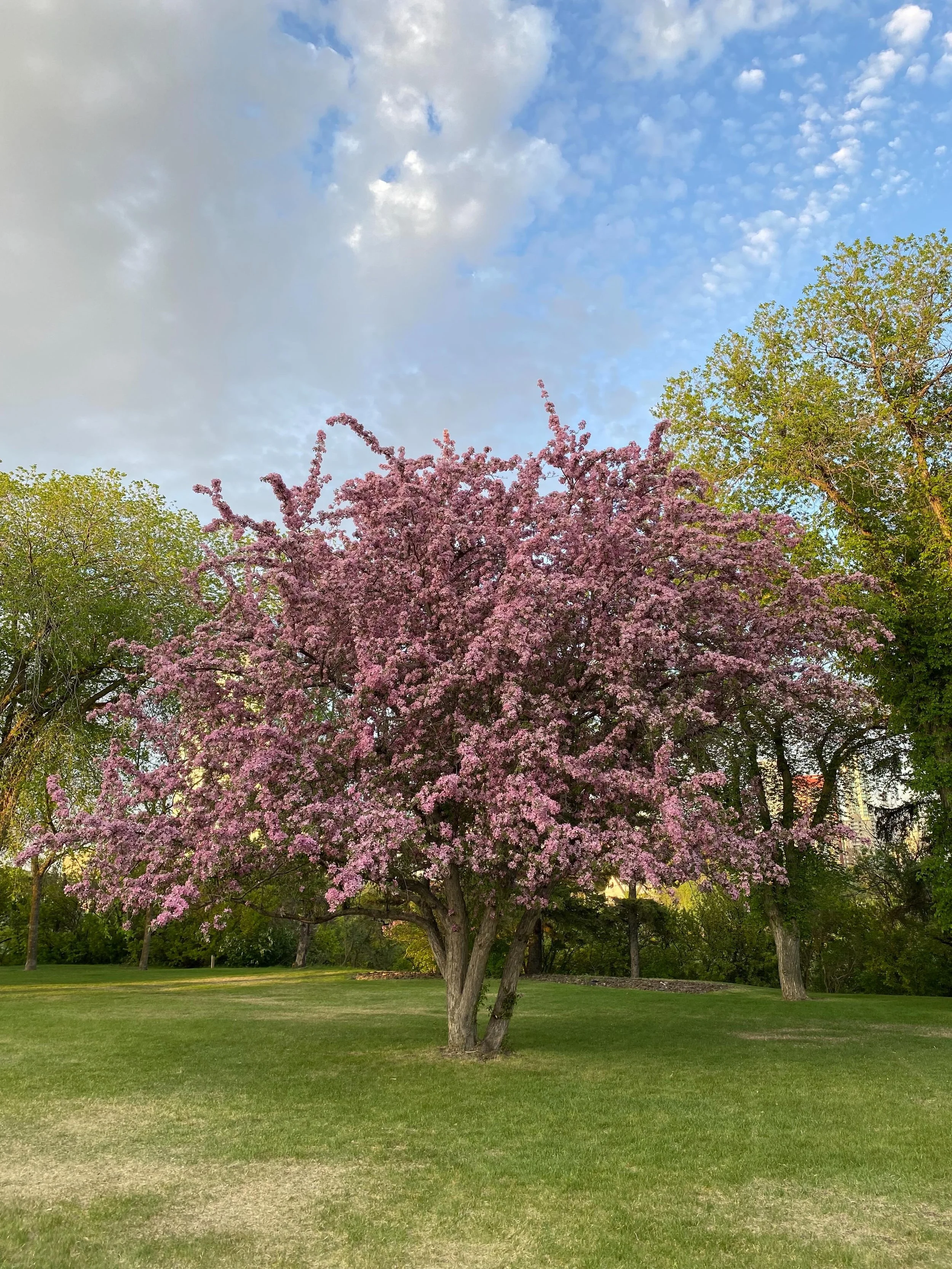 Feels like summer! #cherryblossoms