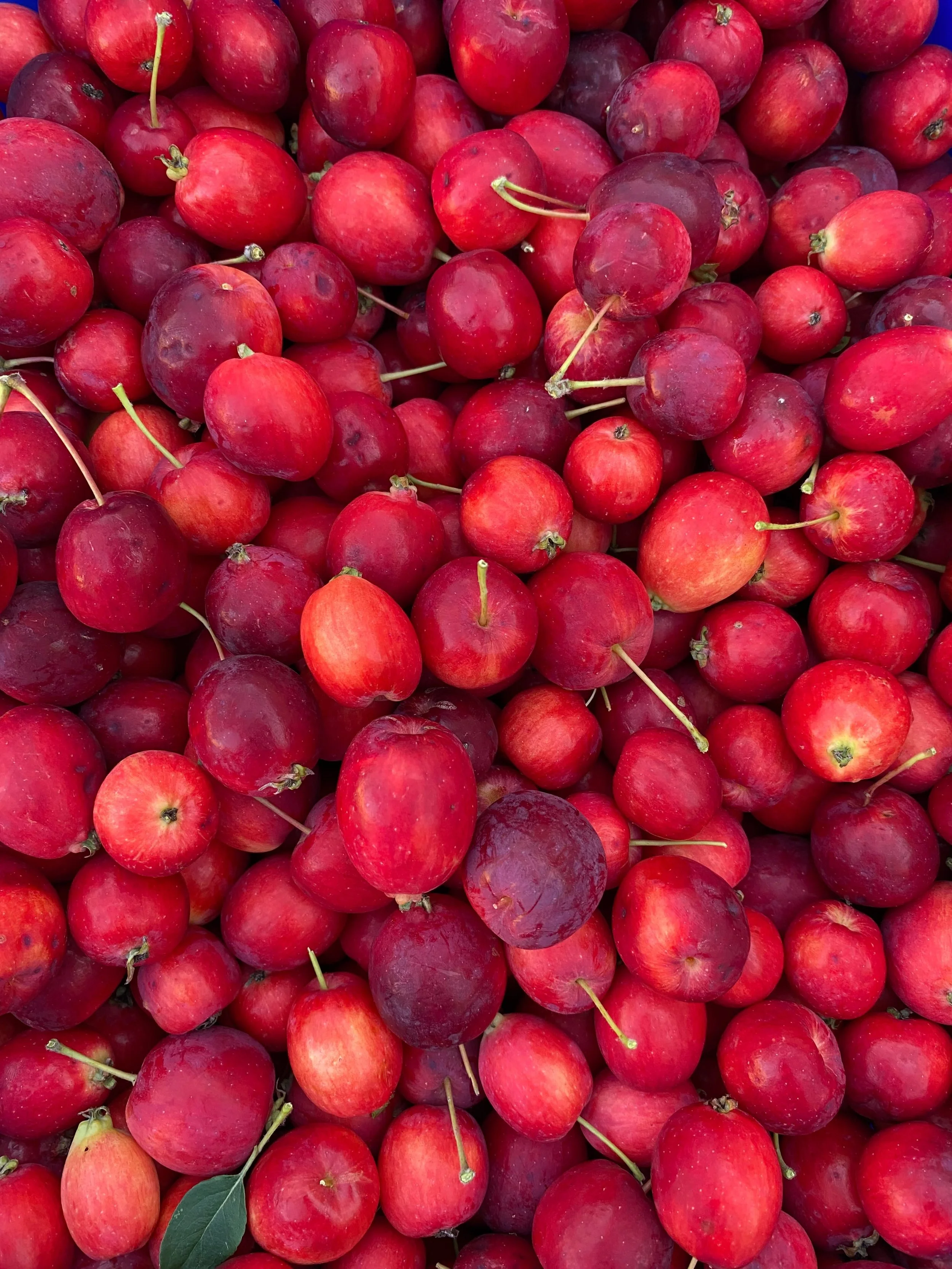 Late August harvest! #crabapplepicking #august