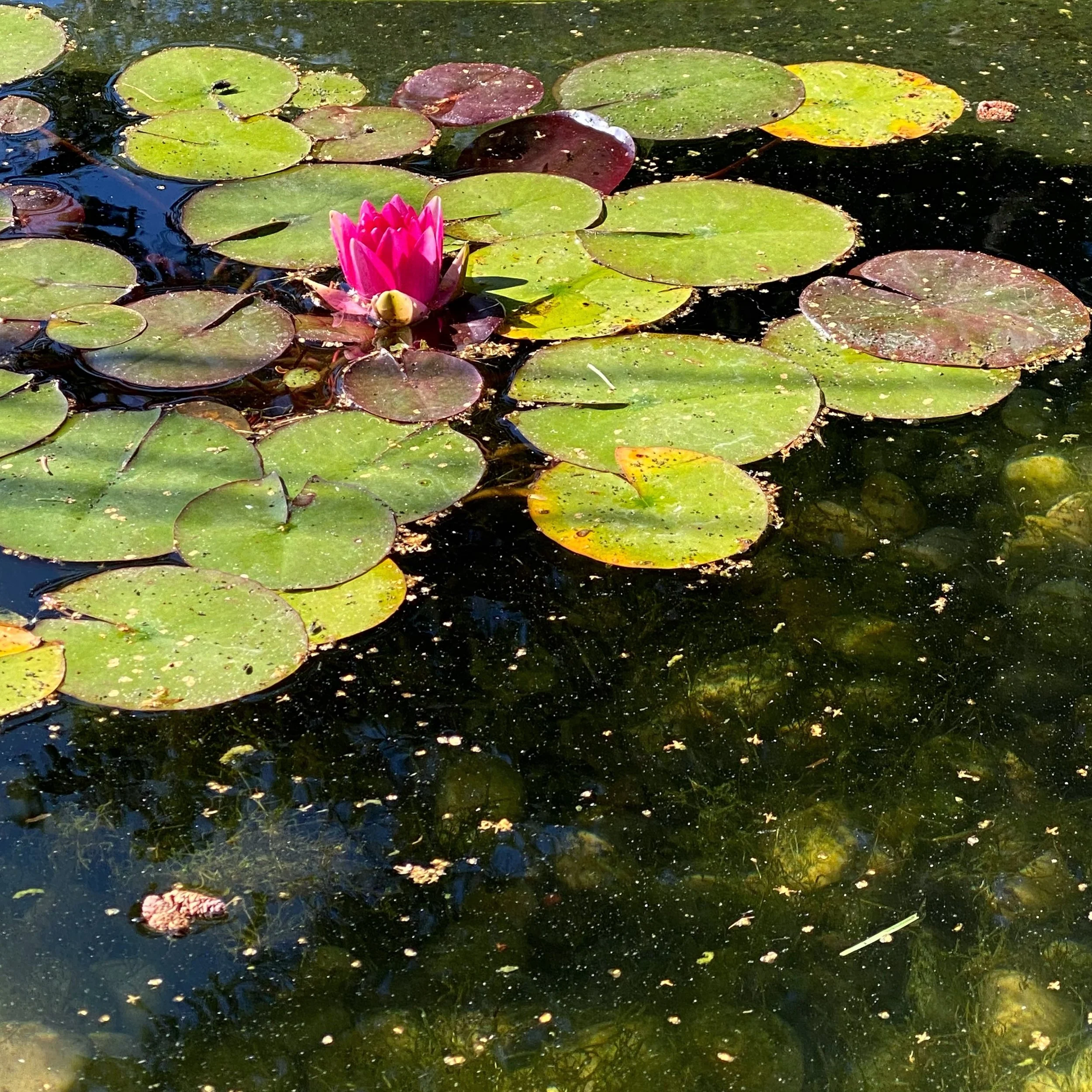 A little bit of Monet in my local park. #artinreallife