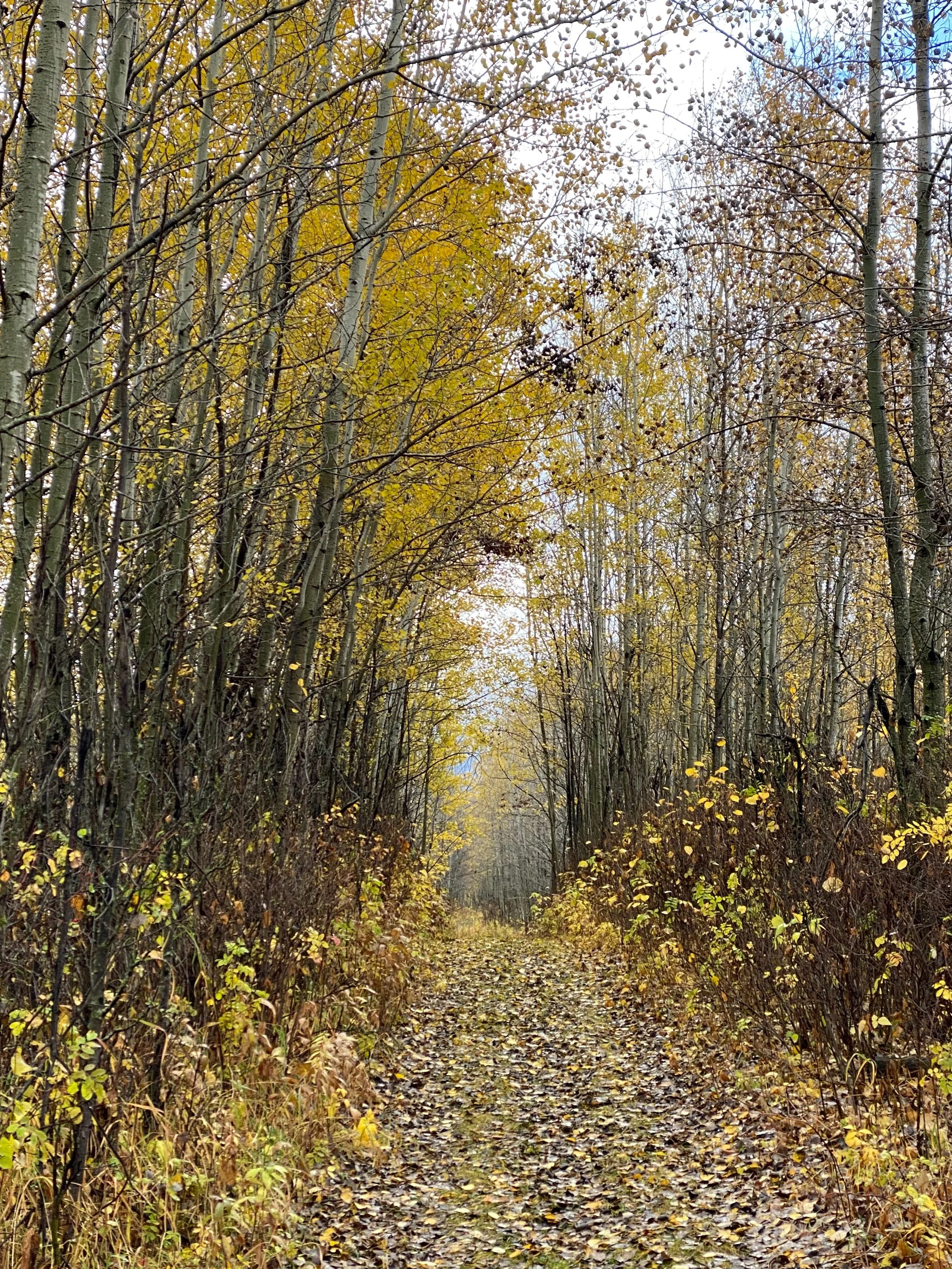 &ldquo;And into the woods I go. To lose my mind and find my soul&rdquo; #happythanksgiving