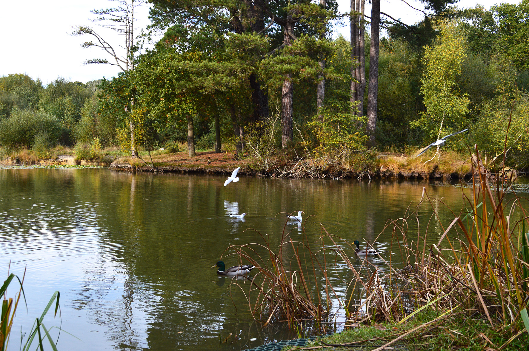 Swans over lake2_lowres.jpg