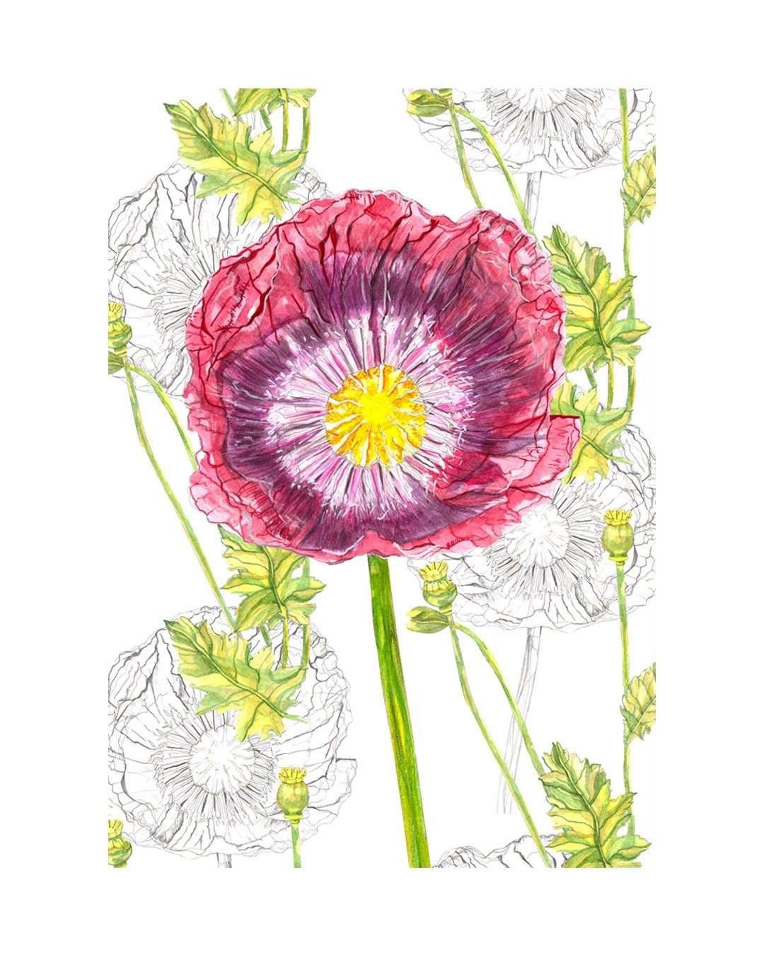 RReynolds_Poppy Giclee image_low.jpg