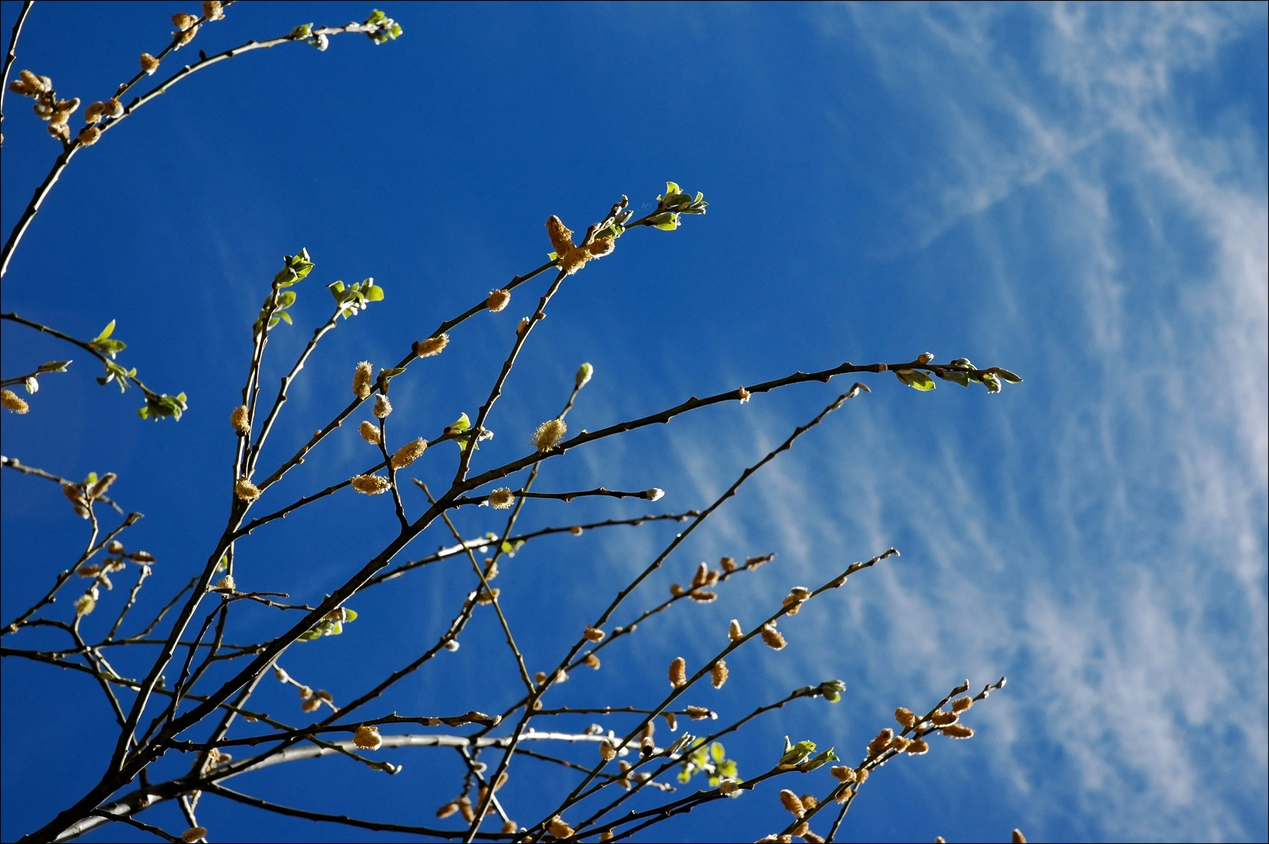fuzzy willow (free).jpg