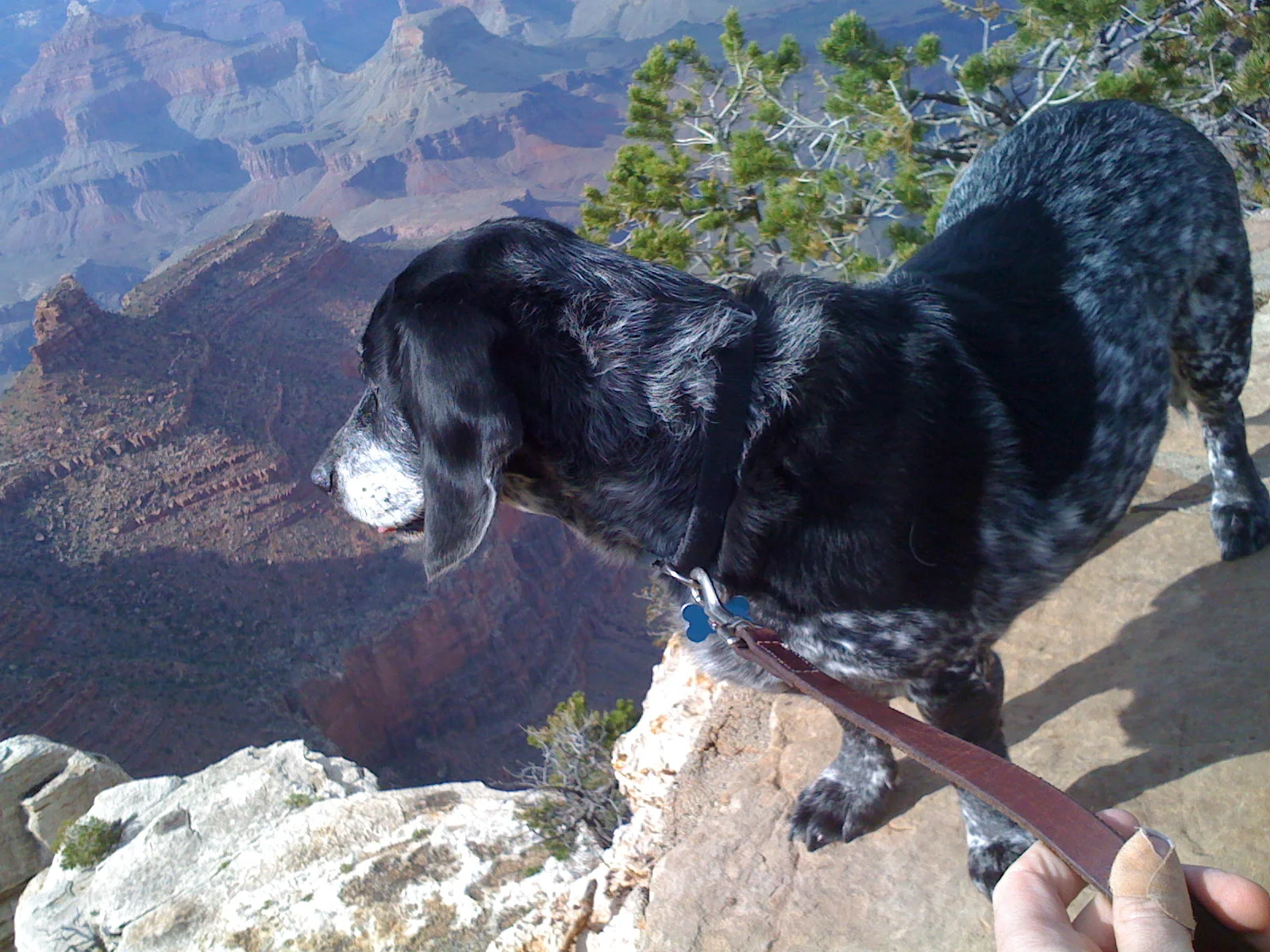 Photo: Rhapsody peers into the Grand Canyon as we road trip our way to the 2009 WSOP.