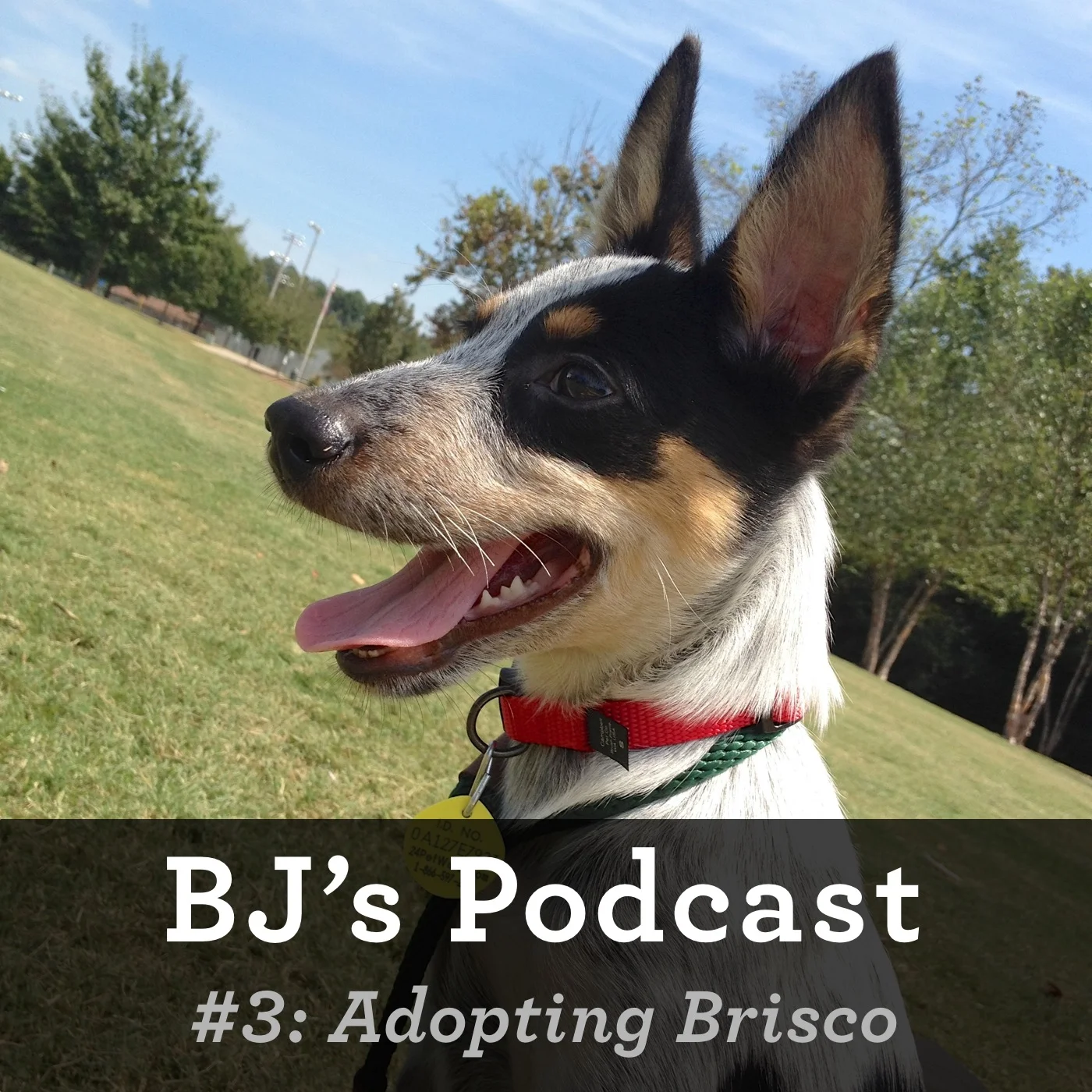3 - Adopting Brisco.jpg