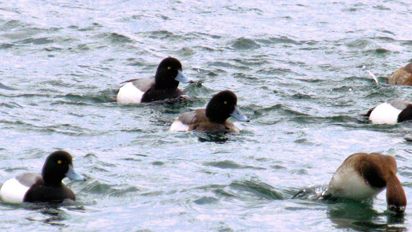 greater scaup.jpg