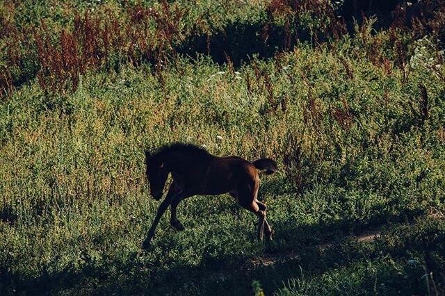 About home &amp; youth
&bull;
&bull;
&bull;
&bull;
&bull;
&bull;
#menorca #menorcaparadise #menorca_nature #menorcalove #horses