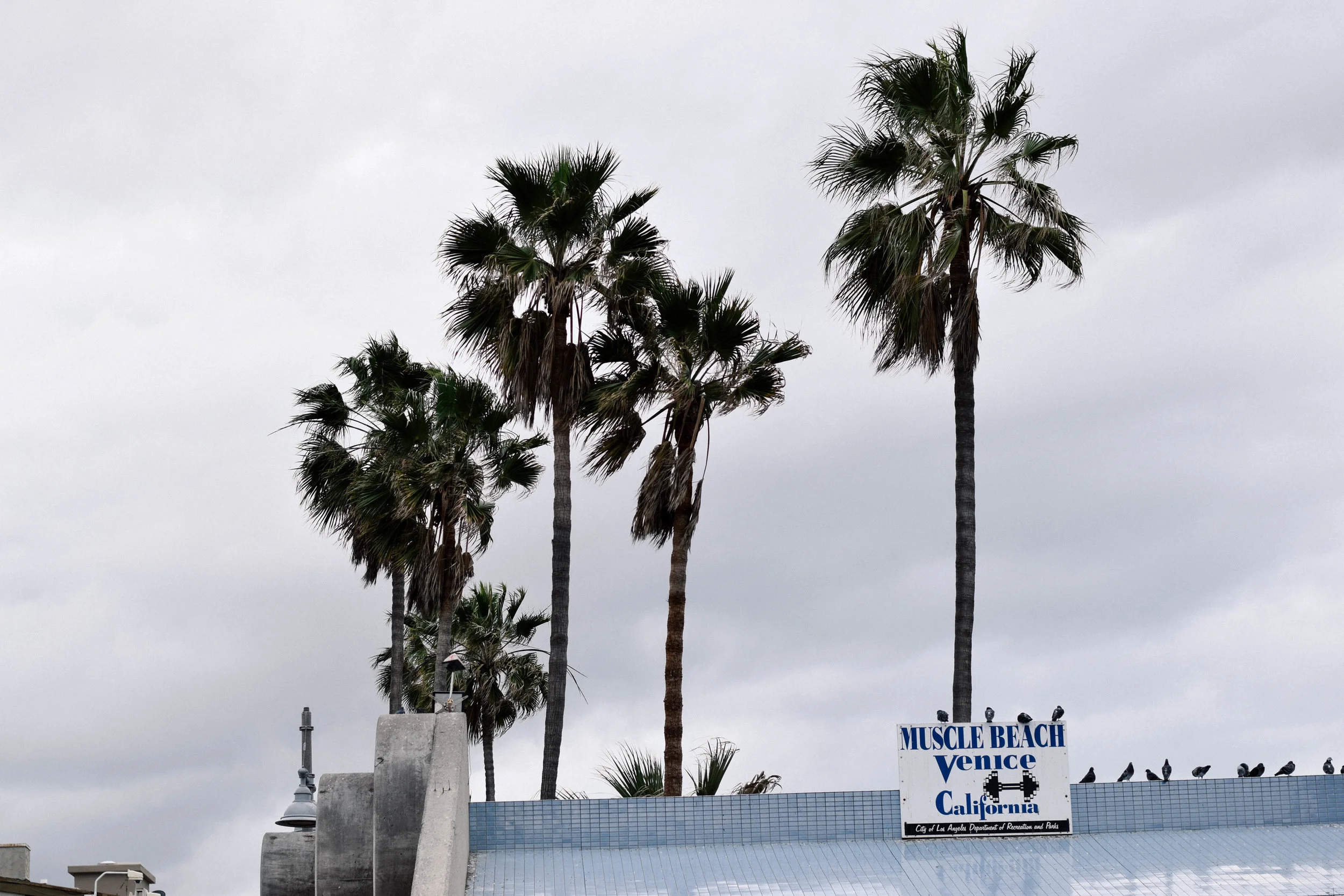 VENICE BEACH