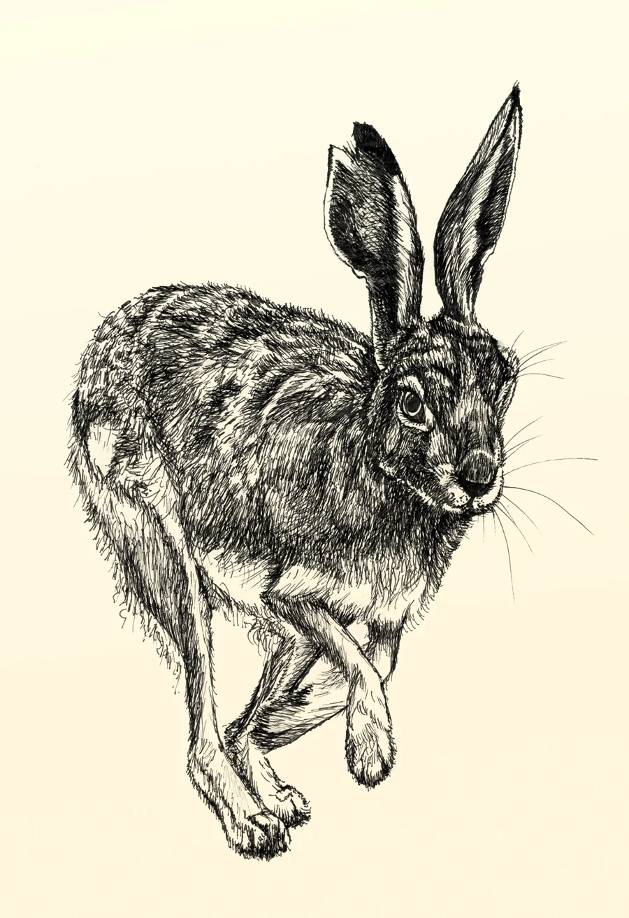 hare.jpg