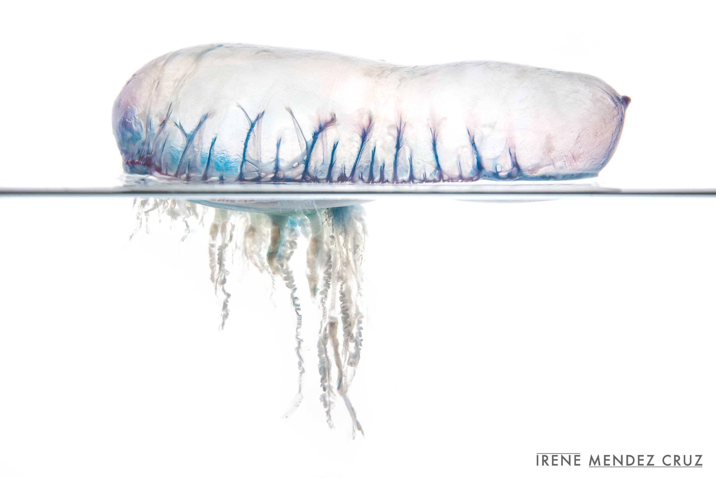 Despite being venomous, juveniles Nomeus Gronovii (otherwise called Man-Of-War fish), live amongst the tentacles of this siphonophore. They use them to their advantage for feeding and as a shelter from predators.