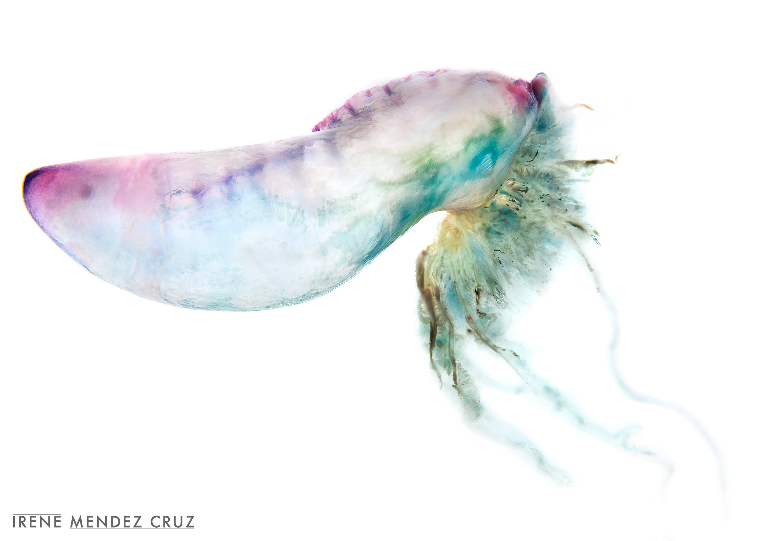 As soon as I heard about the mass strandings in Cornwall, I became fascinated by this alien-like marine creature and decided to capture its essence and experiment with different aquariums, background and light tables in a home made studio. 