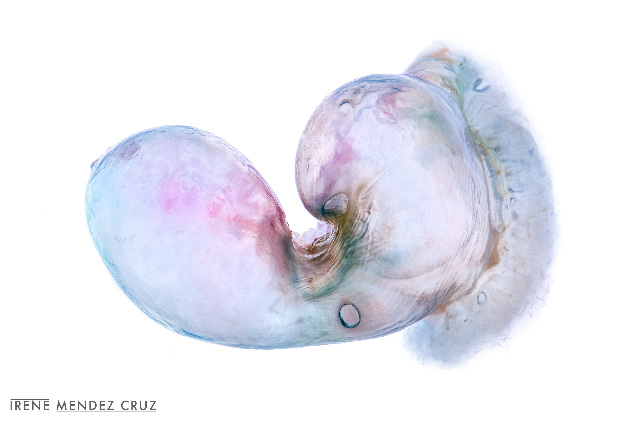 Due to extreme weather and recent hurricanes, the South West of England, particularly Cornwall, was hit by the biggest mass stranding of Portuguese man o' war since 2012.