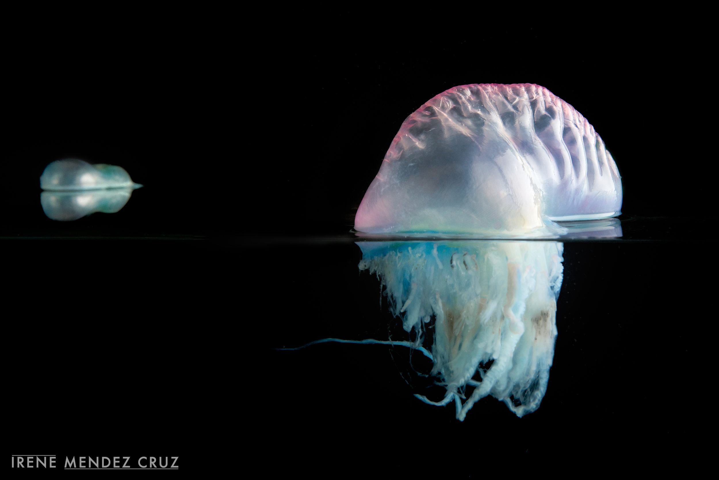 To avoid threats on the surface, Portuguese Man O’ War can deflate their gas-filled float through a siphon and briefly submerge.