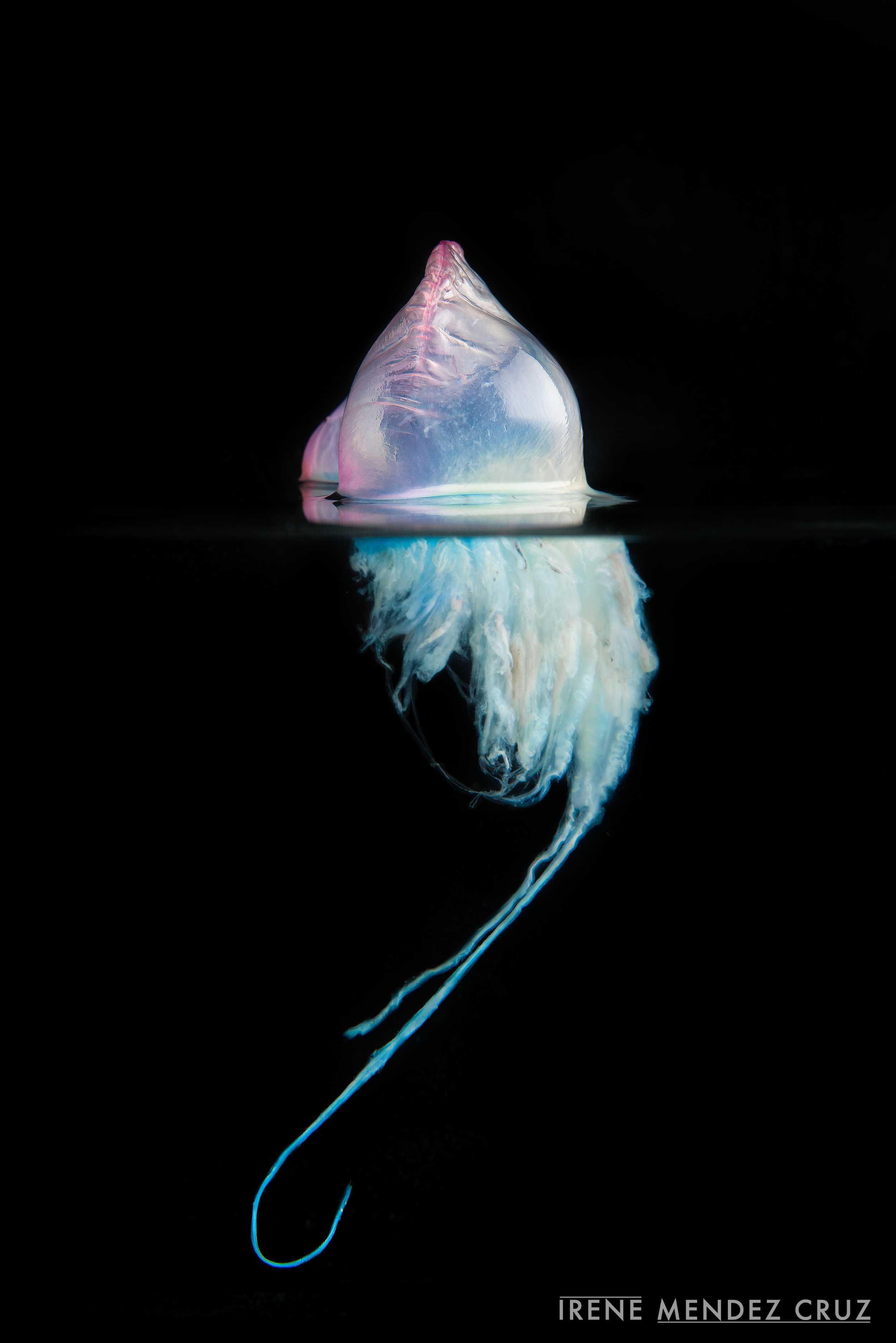 Since they constantly float in the ocean and their only way of locomotion is through wind and wave action, they can get trapped in shallow waters.