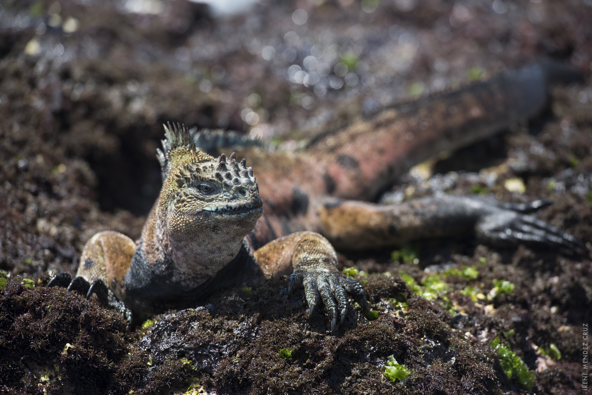 During mating season, male marine iguanas, change skin colour from black to vibrant reds and greens. The most colourful specimens can be found in Española and Floreana island.