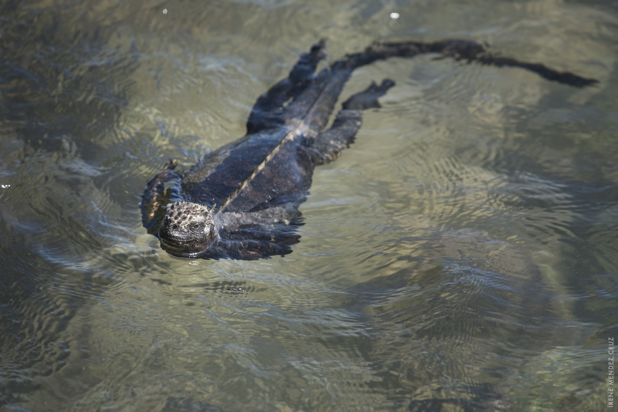 These are the only marine lizards in the world and can hold their breath up to an hour underwater.
