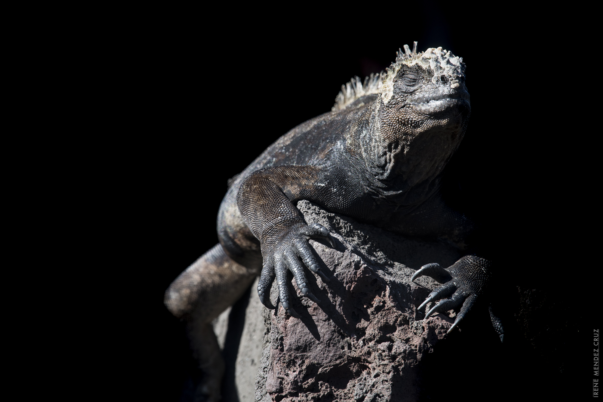Since they are cold blooded, they spent a lot of time basking in the sun, especially after swimming.