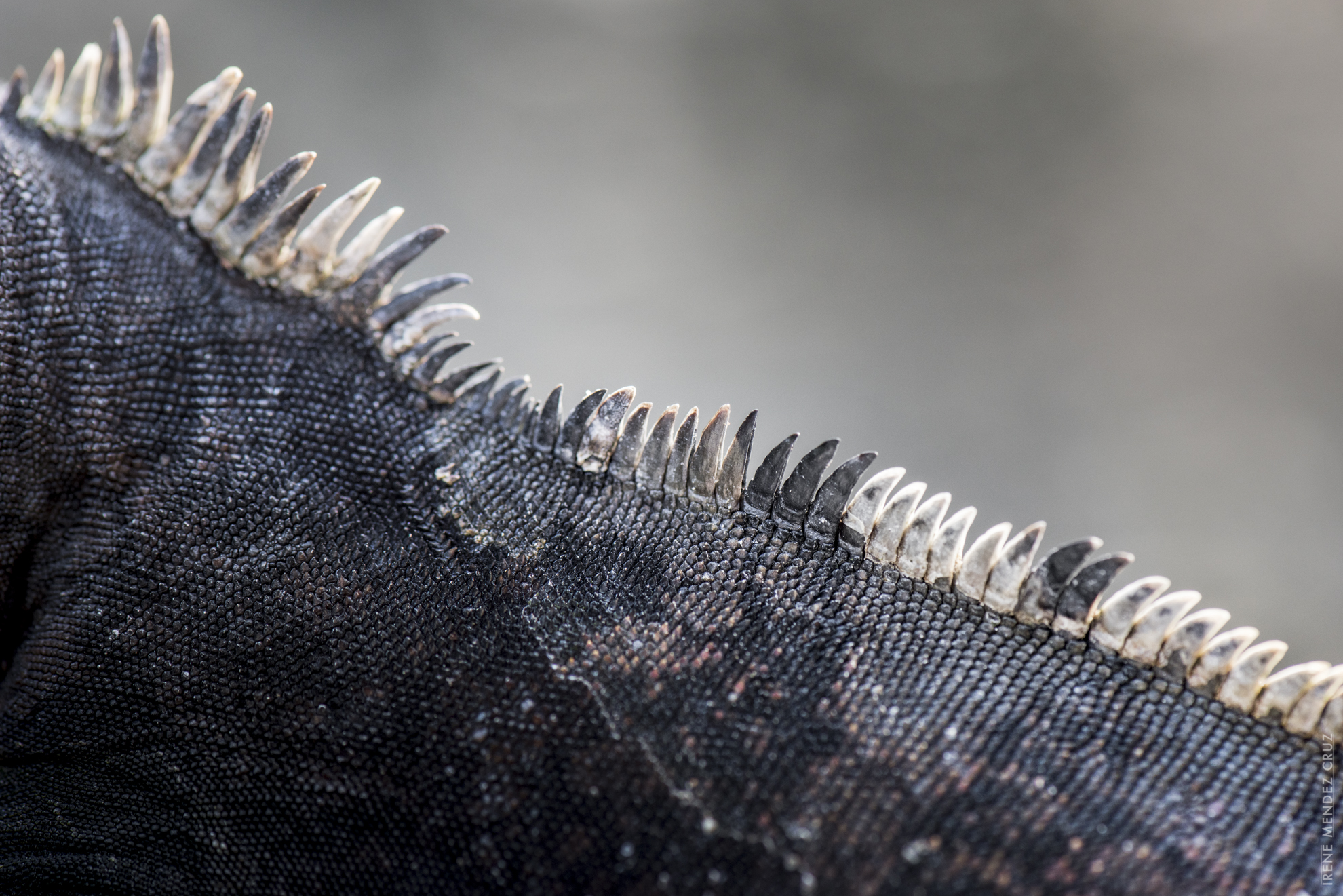 irene mendez cruz_marine iguana galapagos-5.jpg
