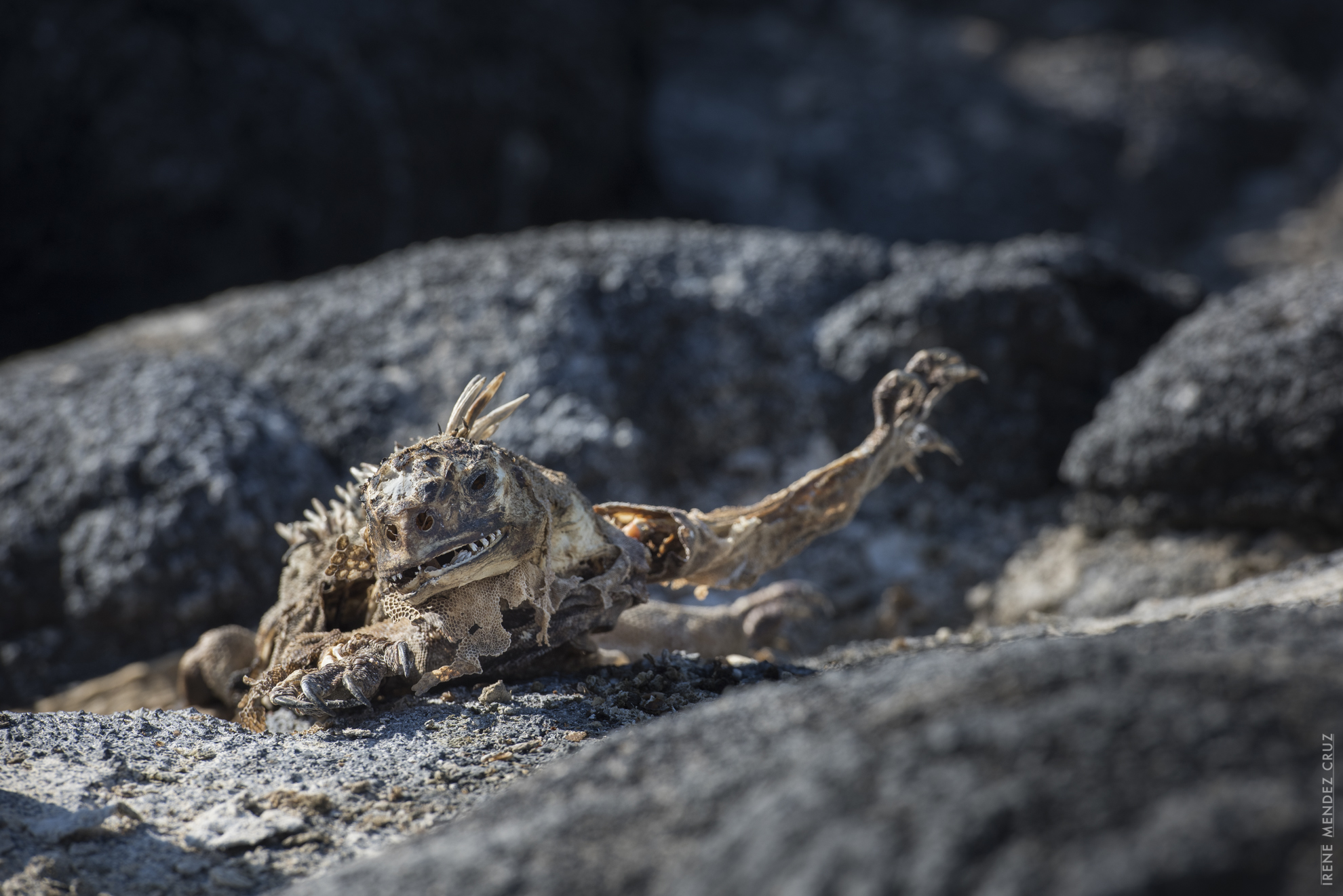 During harsh El Niño years, marine iguana populations are threatened by starvation. The warming temperatures of the water causes the proliferation of an invasive brown algae species that the marine iguana can't digest. However, to increase their likelihood of survival, these incredibly adaptable animals are capable of shrinking their body size up to 25%!