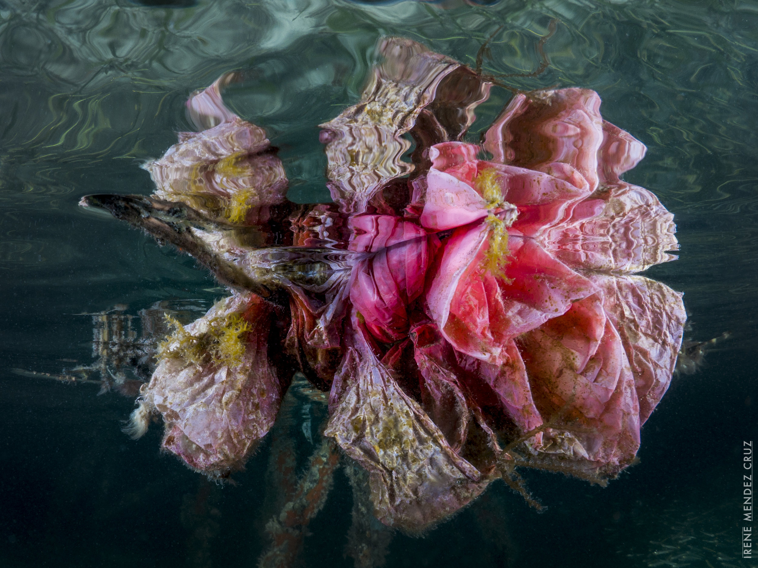 Plastic Flower