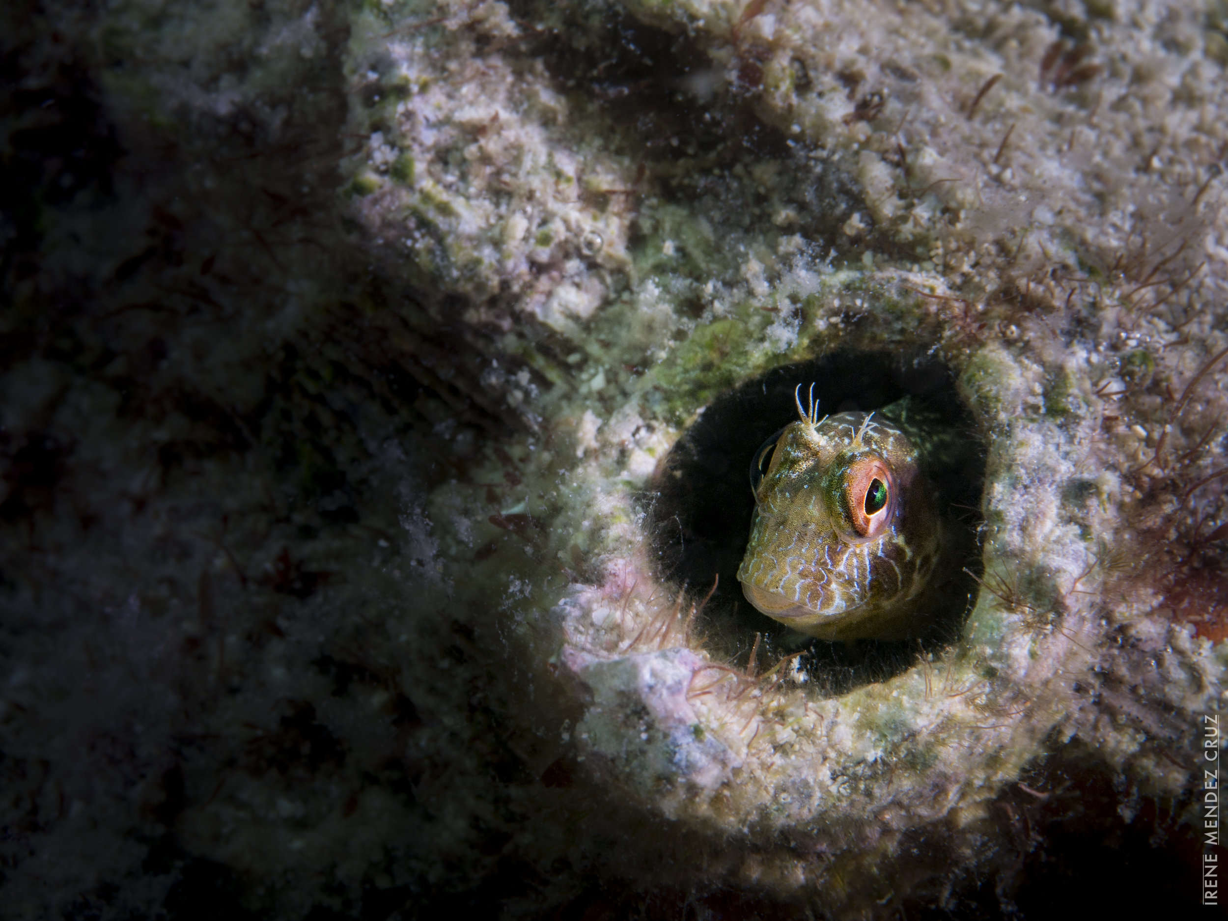 Not more than 3 inches longs, the small but charismatic seaweed blenny hides and nests in very small crevasses, inside rocks, sponges, abandoned shells or even human debris. They tend to be very territorial.