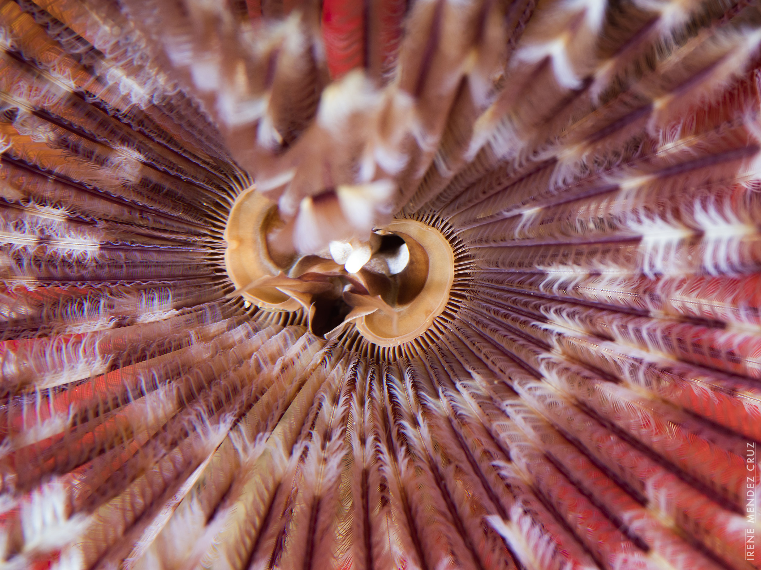 The magnificent feather duster is a type of sea worm and a common species over the Caribbean. Its mesmerising and extremely sensitive feathered tentacles can quickly retract inside a tube if the animal feels threatened.