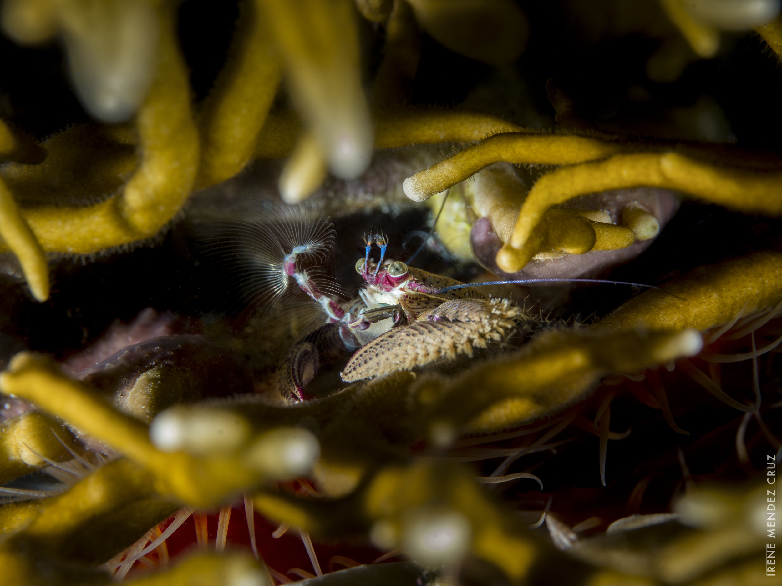 Porcelain crabs have specialised front limbs with feather-like endings that they use to filter the water and feed on plankton. This one is filter feeding in the comfort and safety of fire coral.