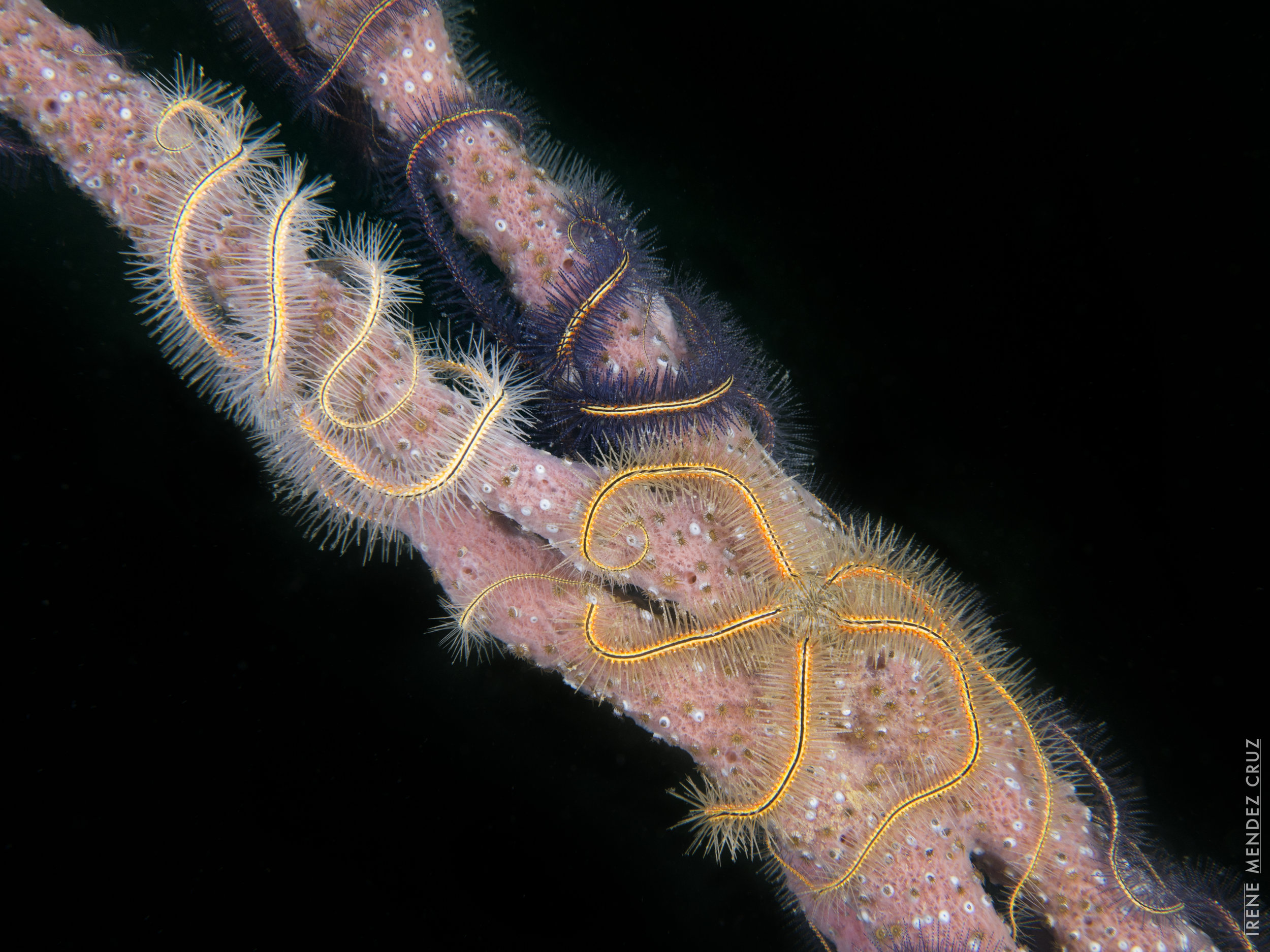 Sponge brittle stars cling onto sponges, soft corals and gorgonians to seek refuge in space-limited environments but also to feed upon the organic matter found at their surface.