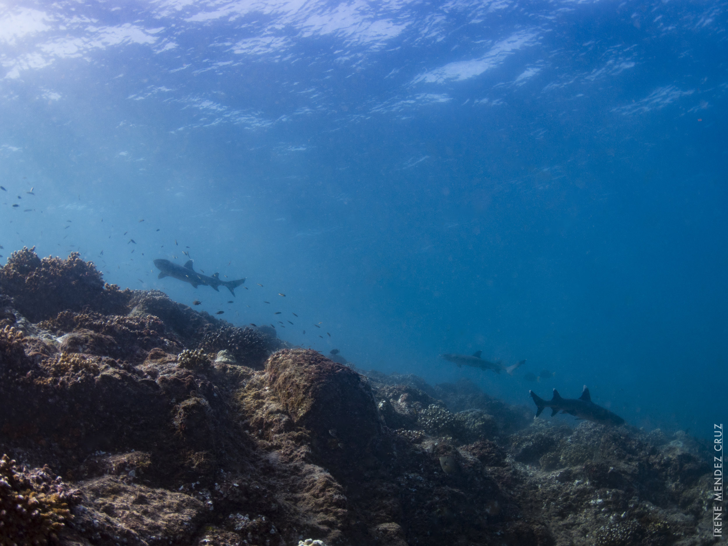 Whitetip reef sharks are extremely docile during the day but aggressive hunters at night when they scan the floor for bottom dwelling creatures, such as octopus, crabs, lobsters and bony fish.