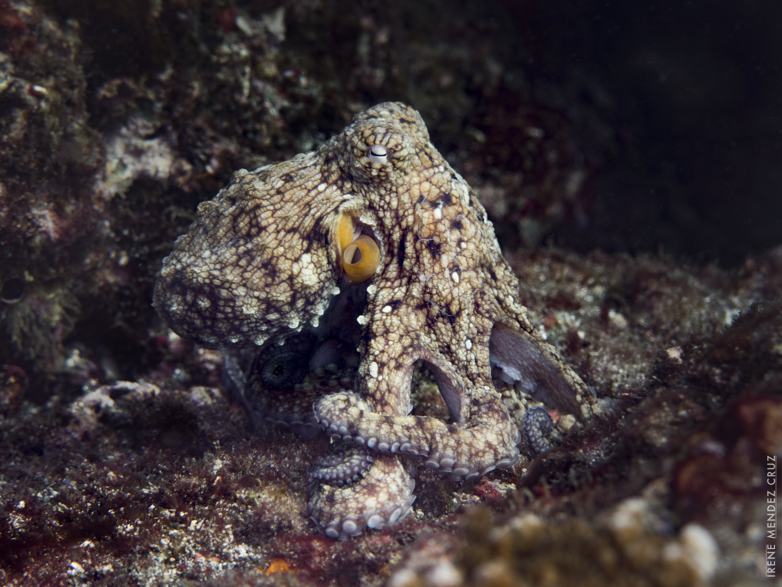 This octopus, found in the surrounding waters of Coiba National Park, a UNESCO World heritage Site, is a true master of disguise. It is perfectly camouflaged to blend in against the volcanic ocean floor.