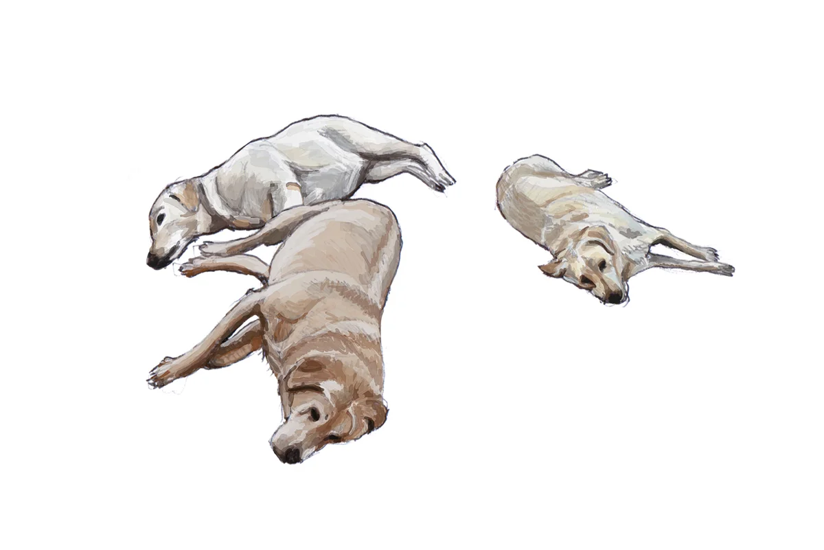 Illustration_dogs.jpg