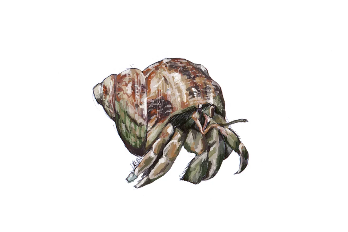 Illustrations_crab.jpg
