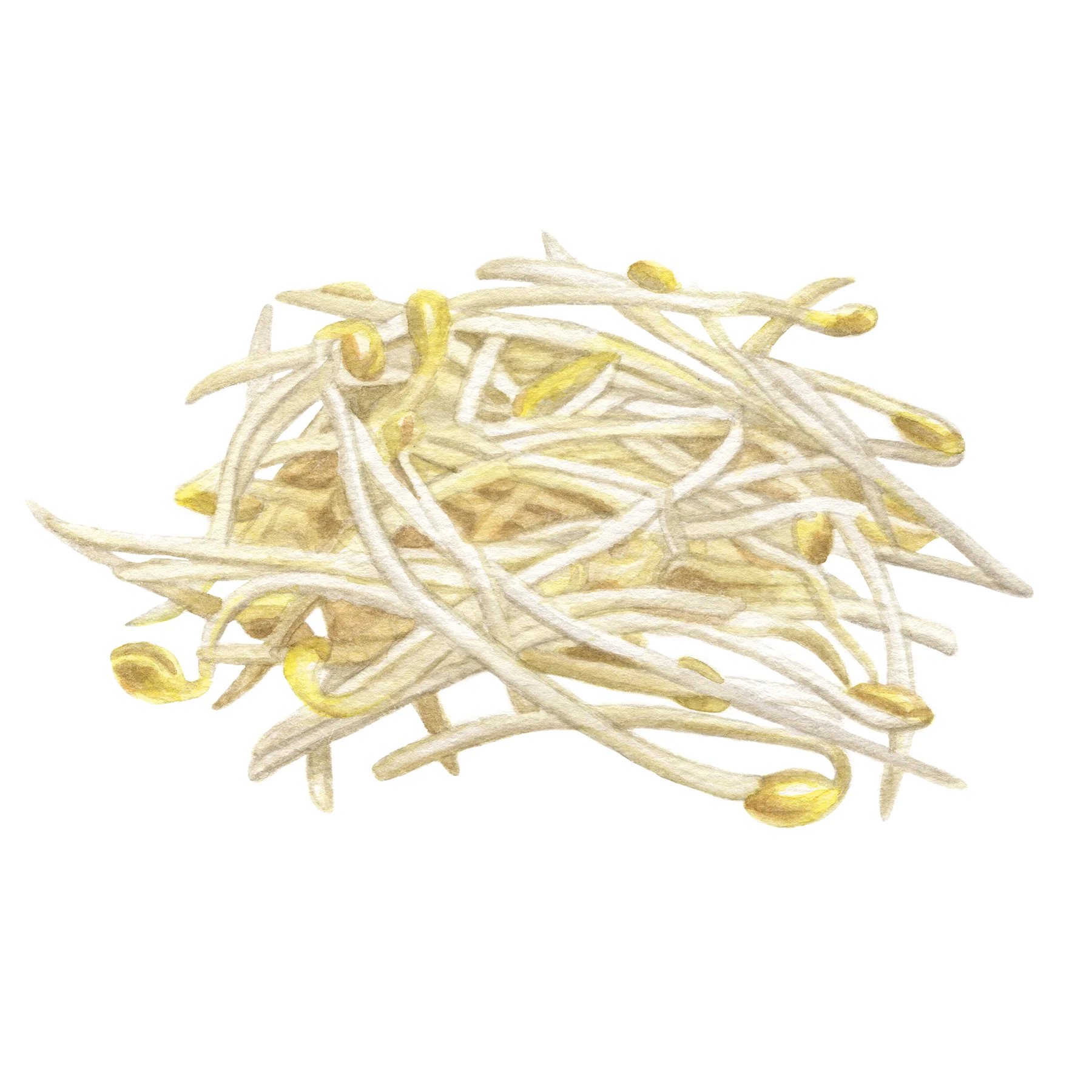 BeanSprouts.jpg