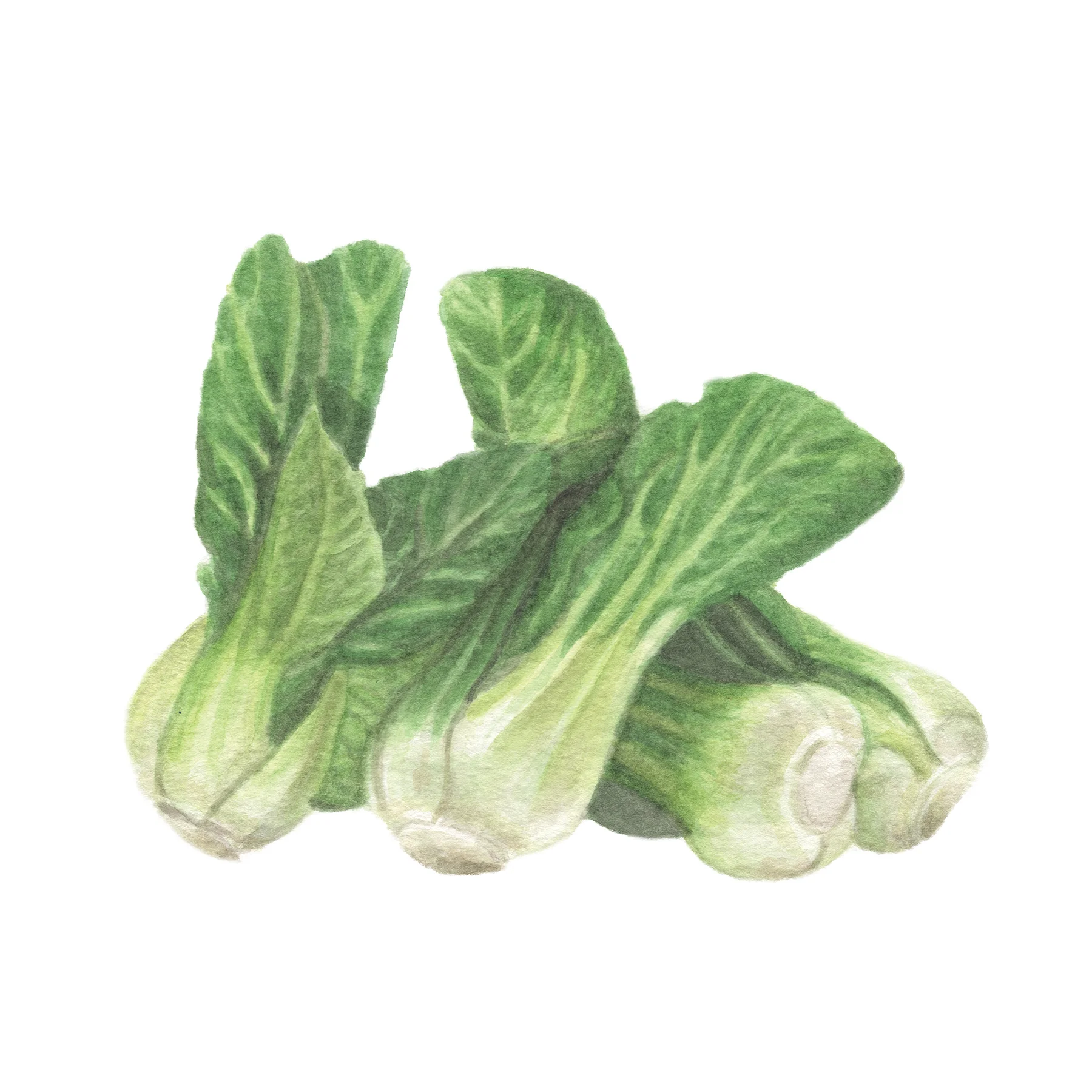 BokChoy.jpg