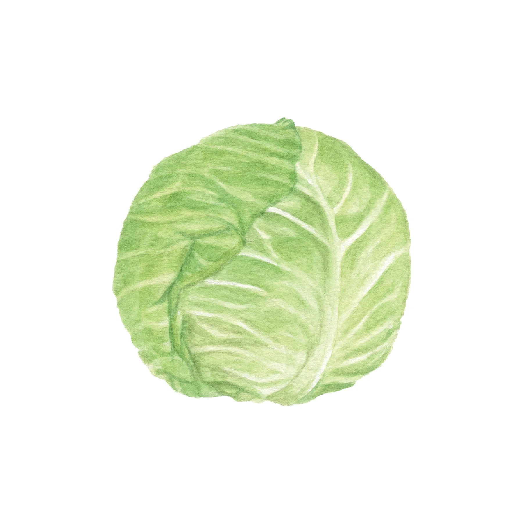 Cabbage.jpg