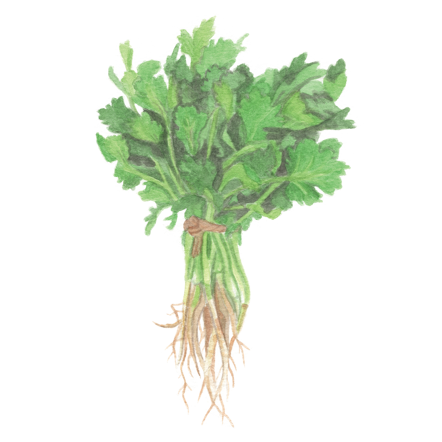 Cilantro.jpg
