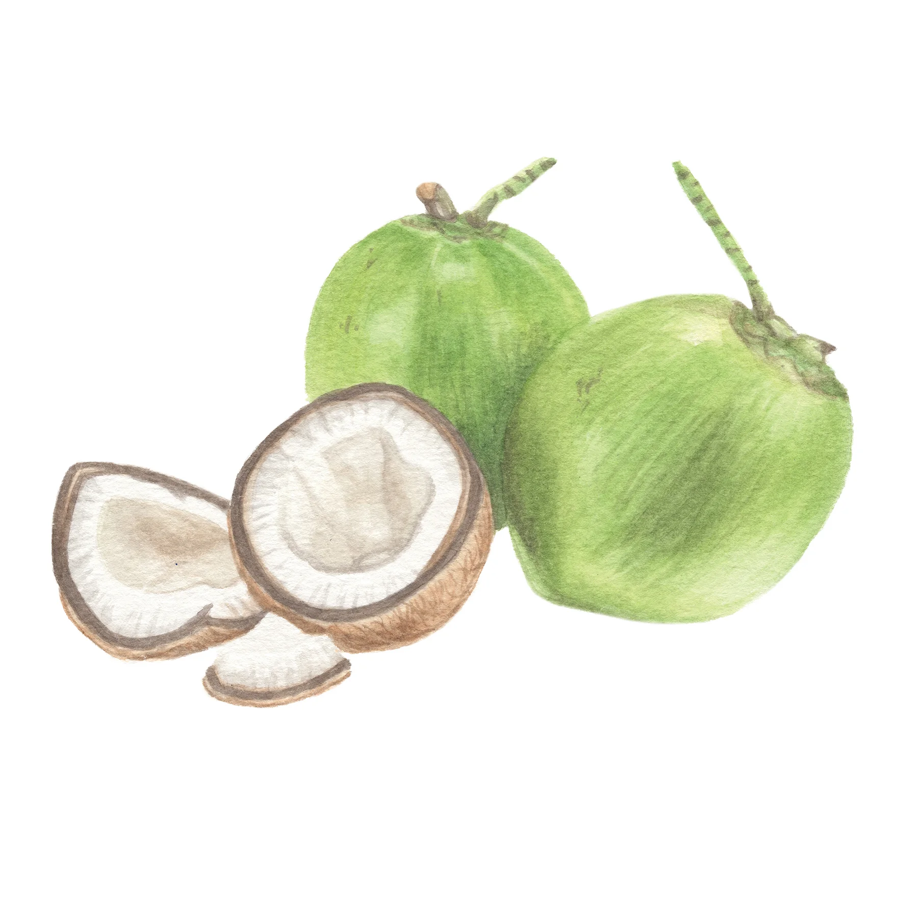 Coconut.jpg